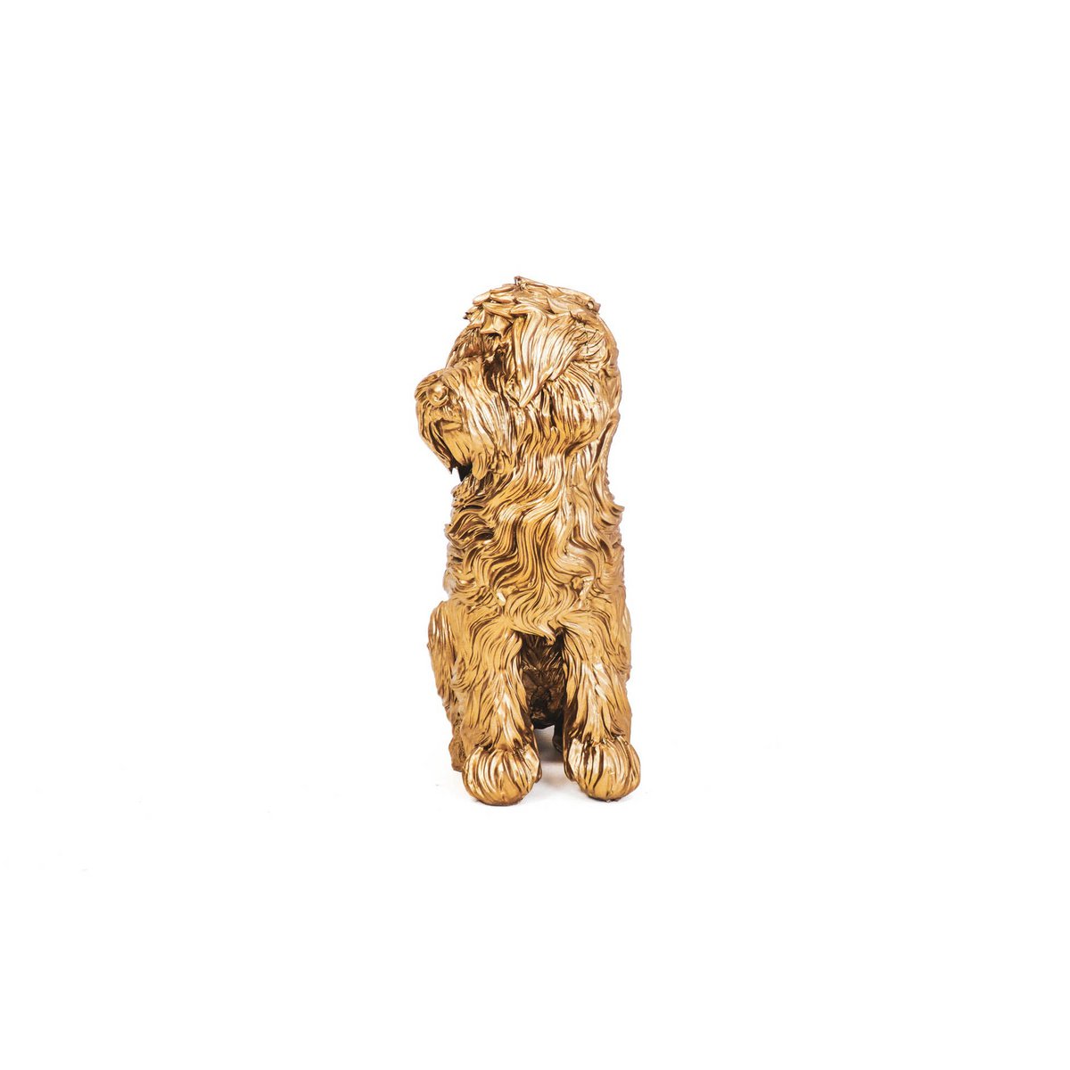 HV Gouden Labradoodle